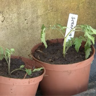 tomat stikling tomat stikling